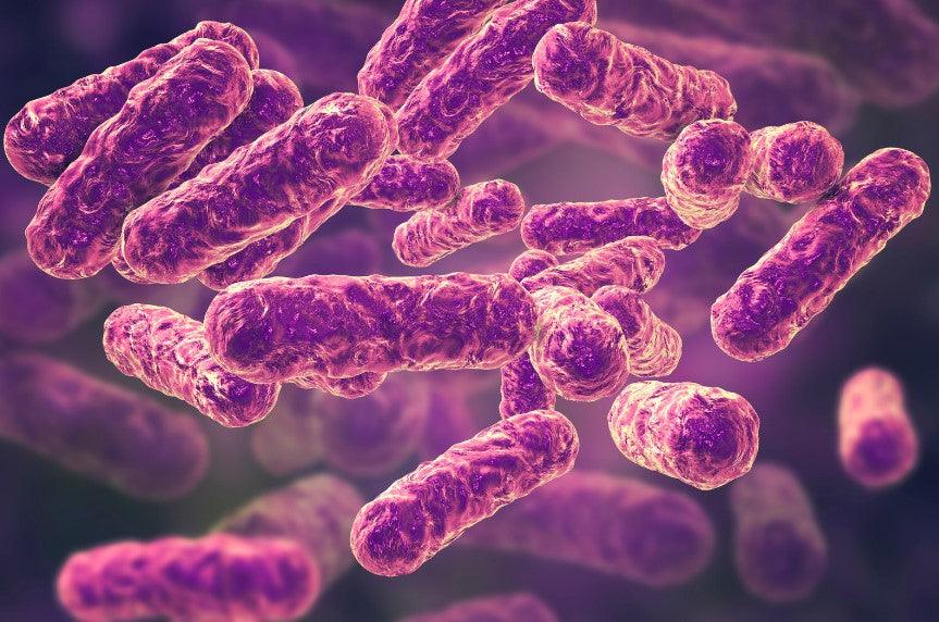 EWOT for Bartonella