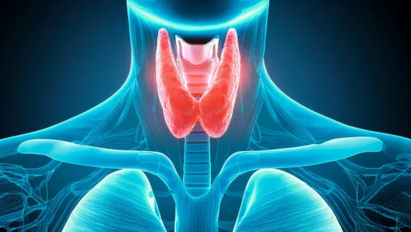 Red Light Therapy for Thyroid Health